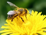 Informacija dėl paramos teikimo bičių laikytojams už papildomą bičių maitinimą